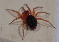 Scotospilus