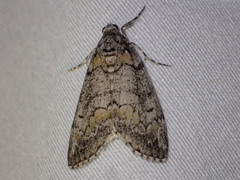 Smyriodes trigramma