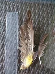 Poicephalus rueppellii