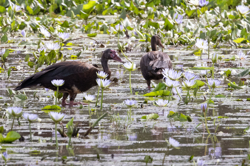 Spur-winged Goose