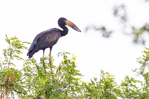 African Openbill