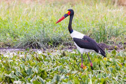 Saddle-billed Stork