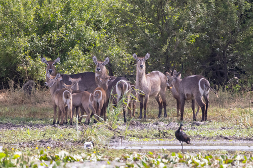 Common Waterbuck