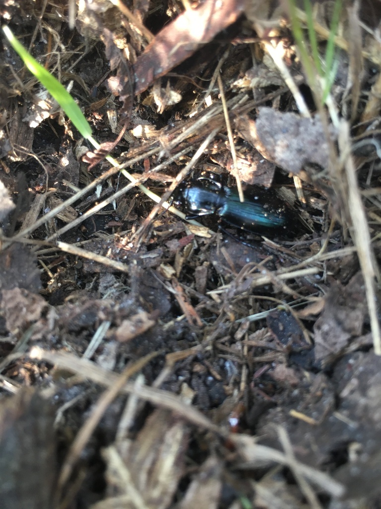 Cosmopolitan Ground Beetle from Old White Hill Rd, Dromana, VIC, AU on