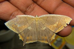 Thinopteryx crocoptera