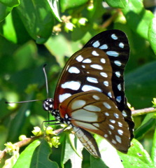 Graphium leonidas leonidas