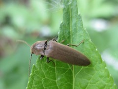 Synaptus