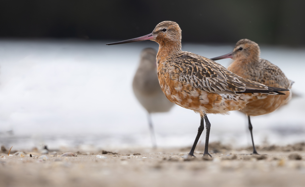 Eastern Bar-tailed Godwit (Wildlife of All Hallows) · iNaturalist