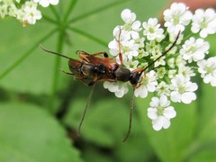 Alosterna tabacicolor
