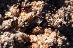 Technomyrmex pallipes