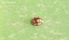 Aiolocaria hexaspilota