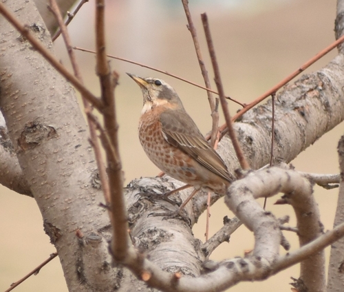 Zorzal de Naumann (Turdus naumanni)