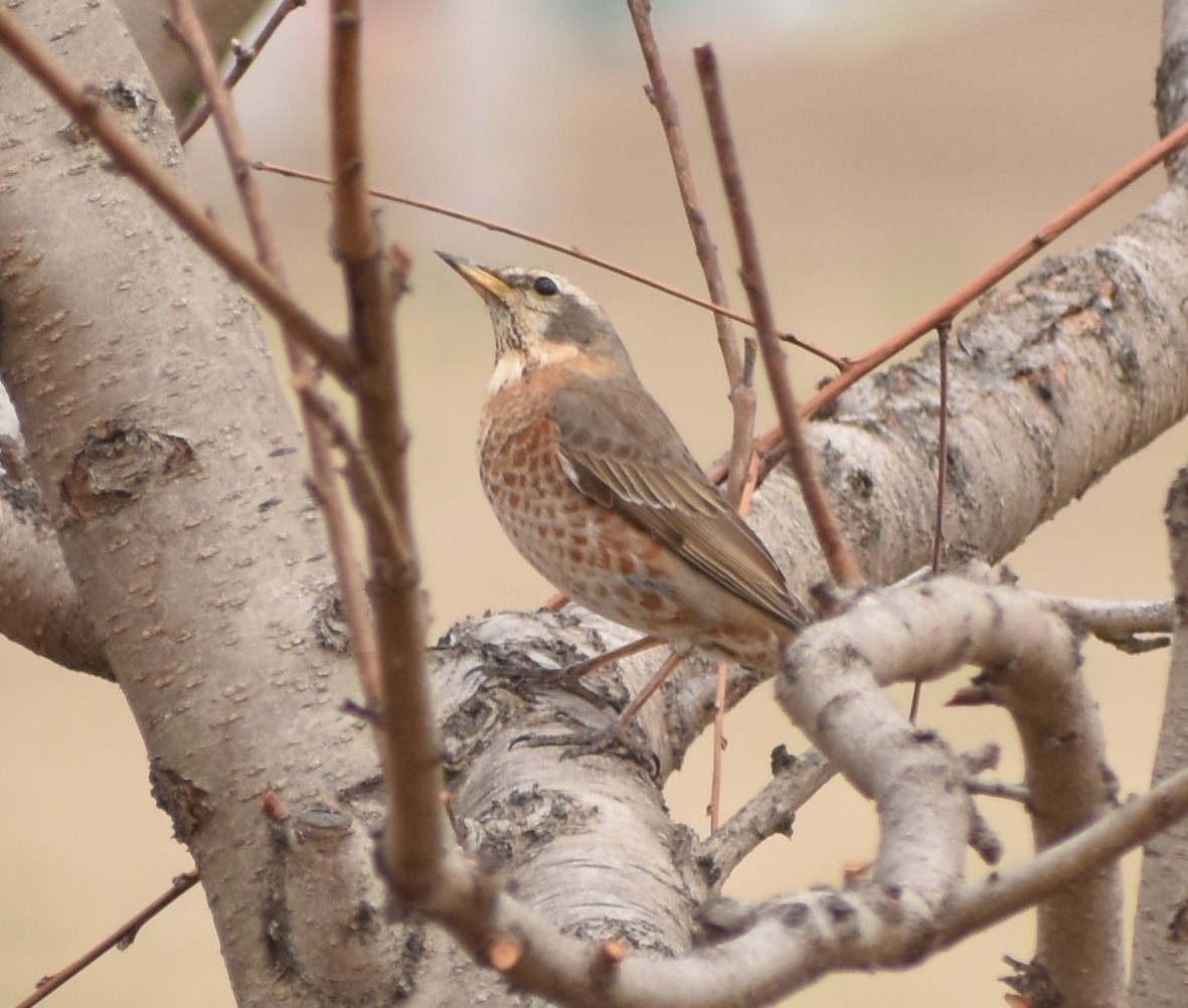 Naumann's Thrush