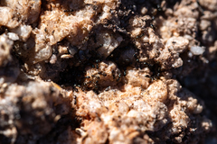 Technomyrmex pallipes