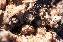 Technomyrmex pallipes