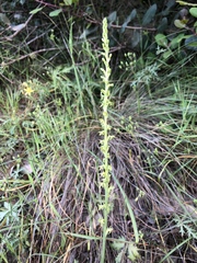 Platanthera cooperi
