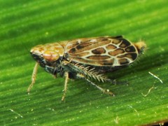 Latalus