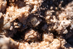 Technomyrmex pallipes