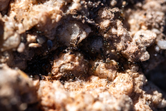 Technomyrmex pallipes