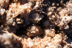 Technomyrmex pallipes