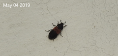 Dermestes vorax
