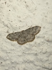 Idaea cervantaria