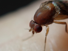 Leucophenga quinquemaculata
