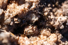 Technomyrmex pallipes