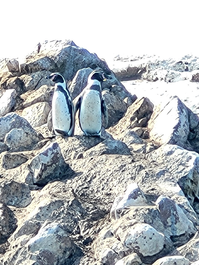 Two Humboldt penguins standing side by side on a rocky shore