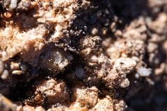 Technomyrmex pallipes