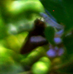 Coeliades forestan forestan