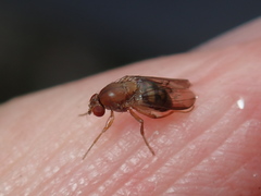 Leucophenga quinquemaculata