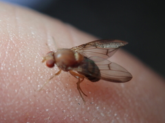 Leucophenga quinquemaculata