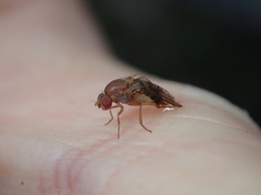 Leucophenga quinquemaculata