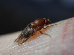 Leucophenga quinquemaculata