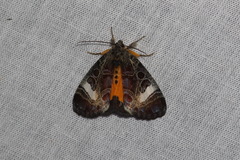 Sarbanissa transiens