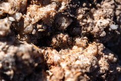 Technomyrmex pallipes