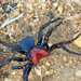 Red-headed Mouse Spider - Photo (c) Patrice Baxter, some rights reserved (CC BY-NC), uploaded by Patrice Baxter