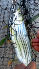 Hydrocynus vittatus