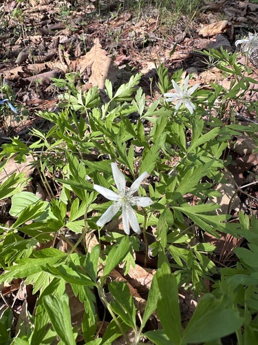 Anemone amurensis, photograph 4