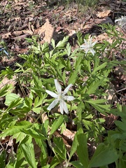 Anemone amurensis, photograph Tatyana Petrenko, CC BY, iNaturalist via GBIF