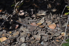 Aspidoscelis hyperythrus beldingi