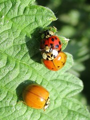 Harmonia axyridis