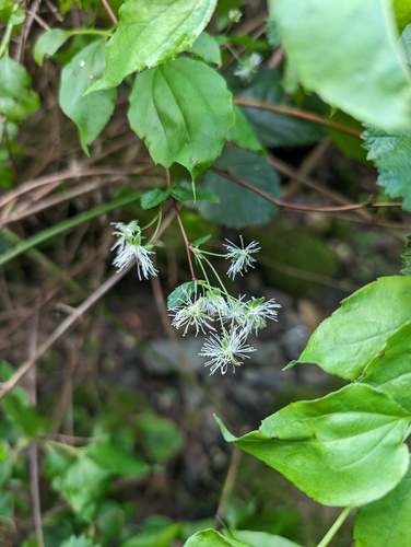 Shasta snow-wreath (Neviusia cliftonii)