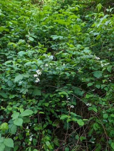 Neviusia cliftonii, photograph 2