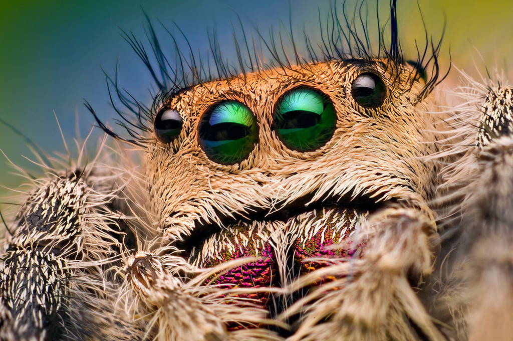 Jumping Spiders