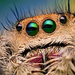 Hyppyhämähäkit - Photo (c) Thomas Shahan, osa oikeuksista pidätetään (CC BY)