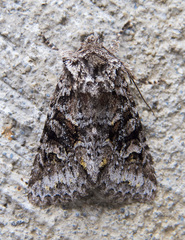 Lacinipolia cuneata