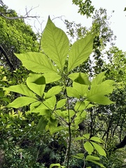 Chengiopanax sciadophylloides, photograph (c) りなべる, some rights reserved (CC BY)