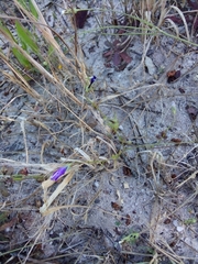 Campanula lusitanica